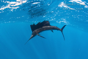 Sailfish in the surface, Isla contoy México by Alejandro Topete 